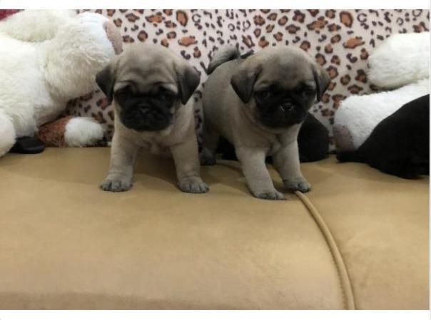 Pug Macho Abricot hj em Promoção!