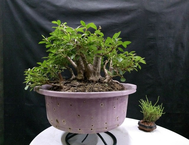 Pre bonsai azaleia
