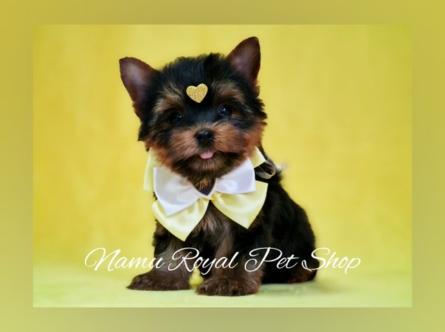 Yorkshire lindo miniatura, fotos verdadeiras - Namu Royal Pet Shop  - Foto 2