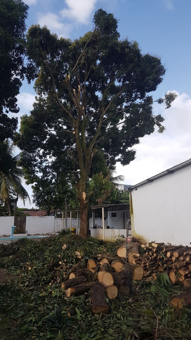 Poda de árvores ? limpeza de terrenos  - Foto 4