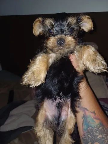 Lindo York 50 dias tamanho 1 (muito pequeno) com Pedigree - Foto 4