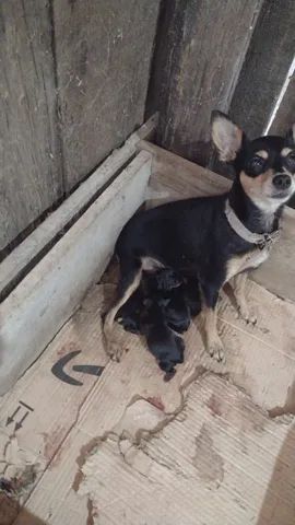 Vendo cachorro pinscher. - Foto 5