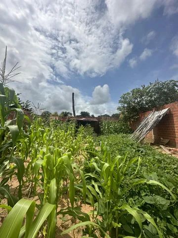 Lote/Terreno para venda tem 250 metros quadrados em Parque Poti