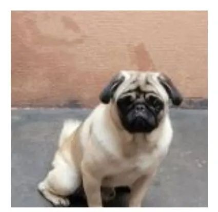 Filhote Pug puro - Cachorros e acessórios - Jardim Casa Grande II ...