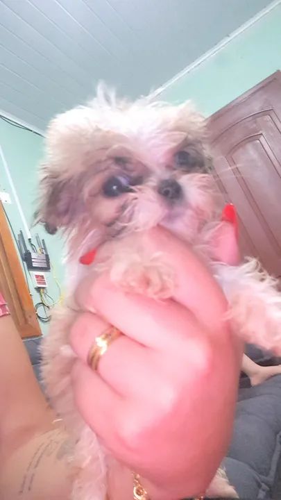 4 Filhotes de Shih Tzu - Foto 4