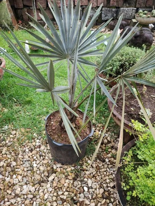 Palmeira azul - Foto 2