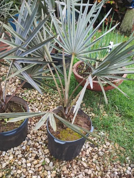 Palmeira azul