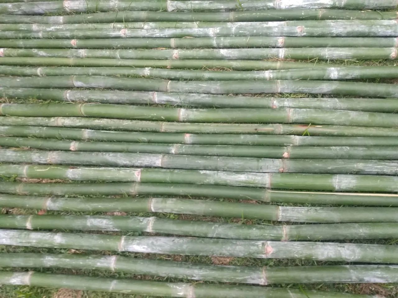 Bambu  - Foto 2