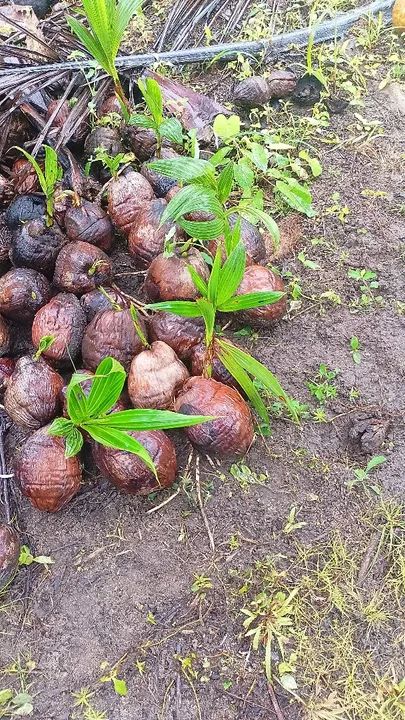 Vendo mudas de coco anã 