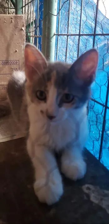 Gatinha para adoção 