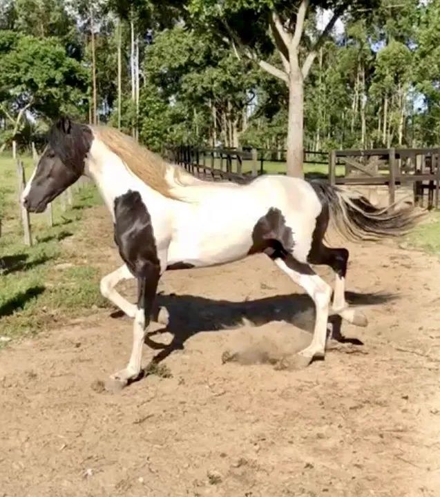 Venda de garanhão Mangalarga - Foto 4