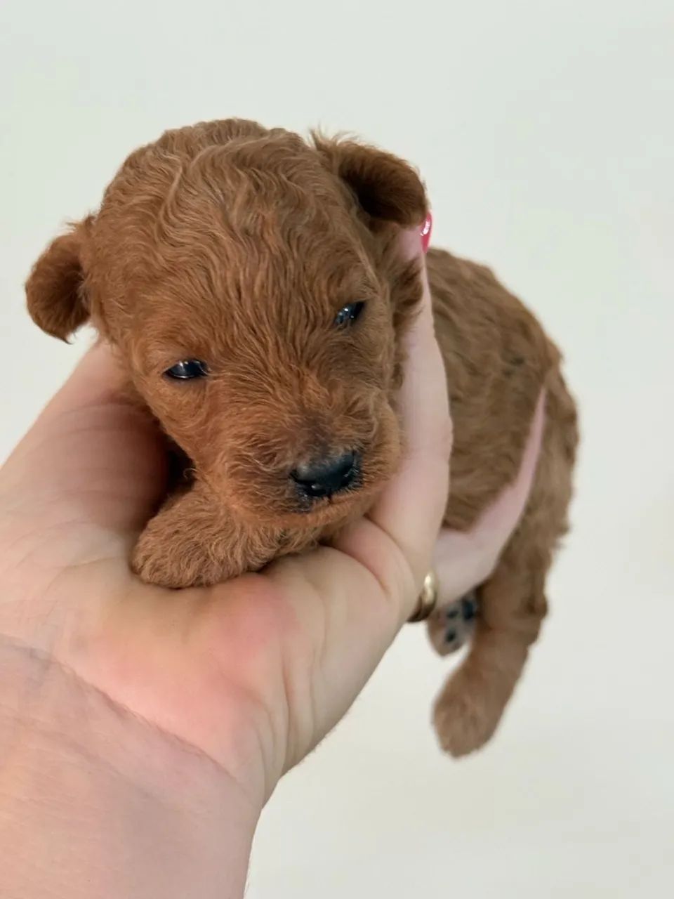 Poodle Toy Red  - Foto 2