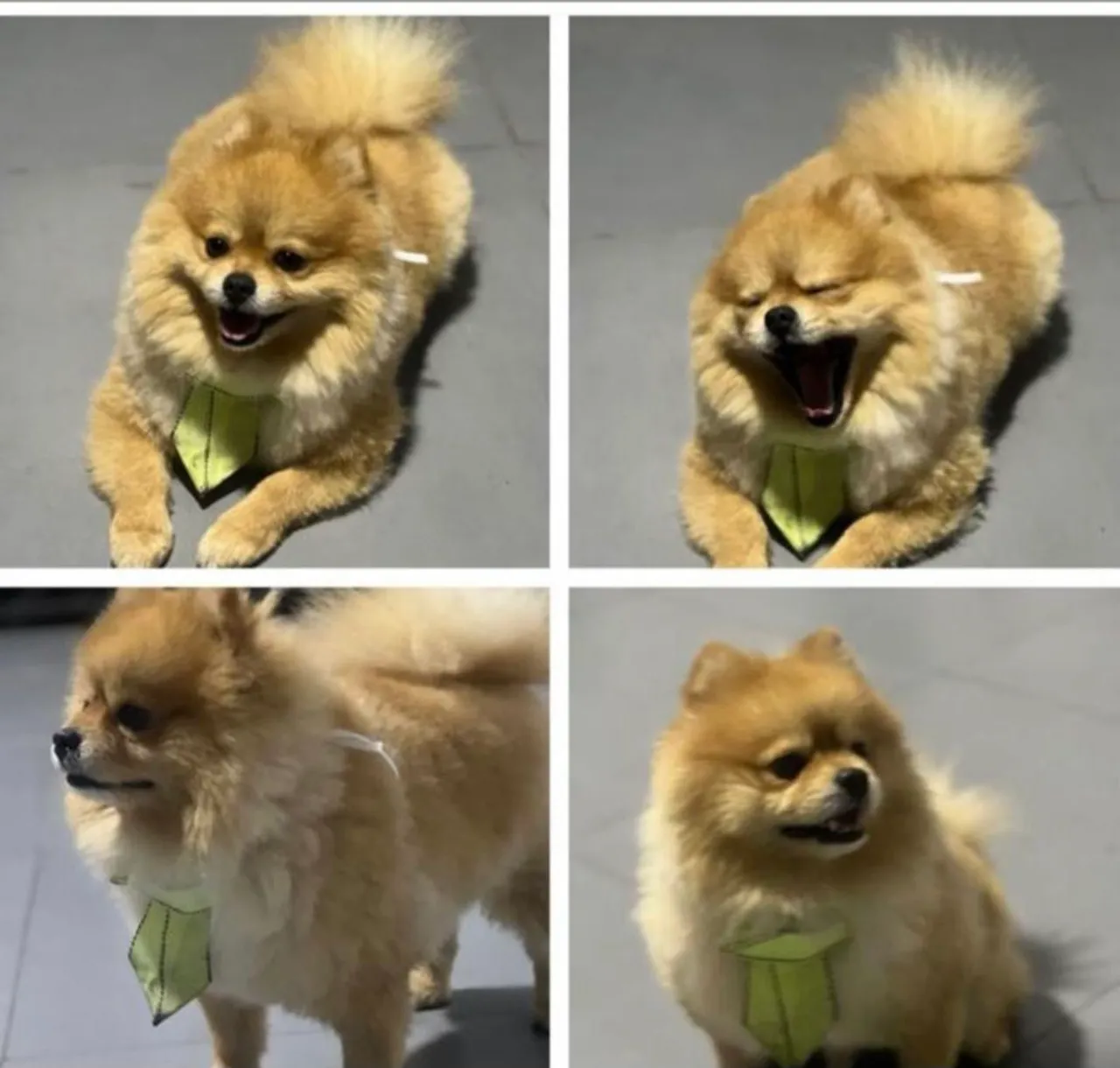 Vendo Spitz Alemão pedigree com 5 anos