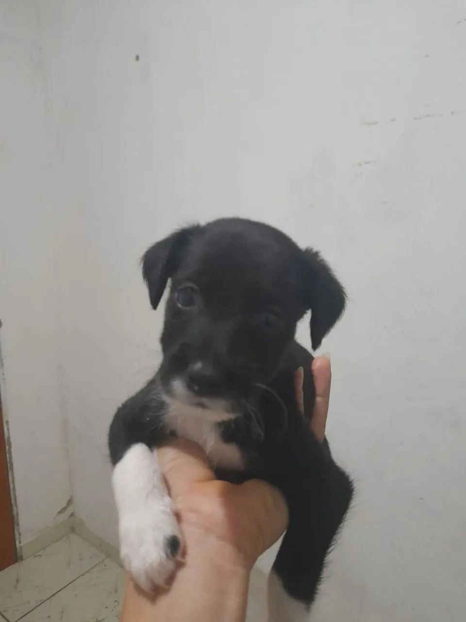 Filhotes de cachorro mestiço adorável para adoção - eles são raciados com salsicha.