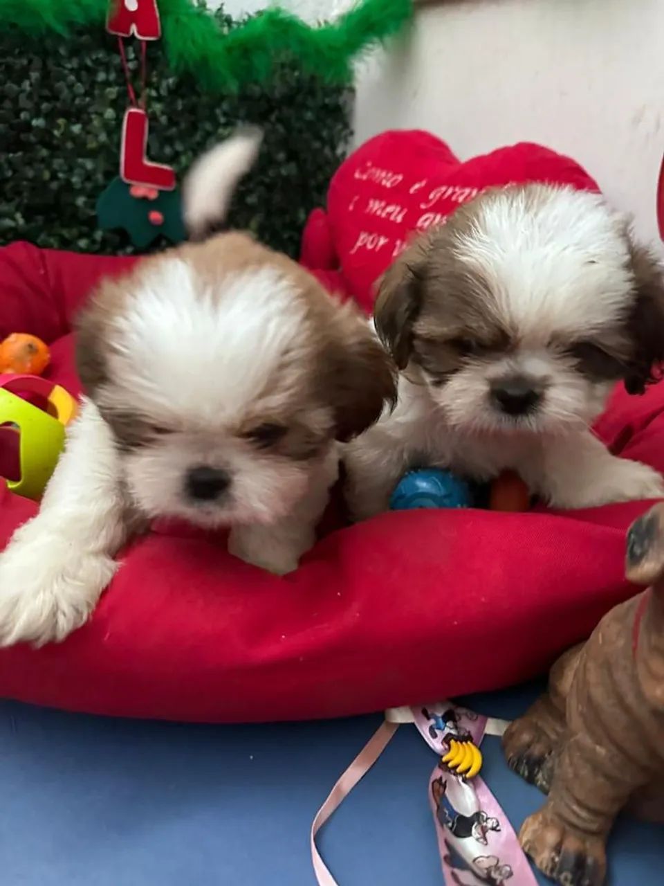 Filhotes de Shih-Tzu e Pinscher com Pedigree - Foto 4