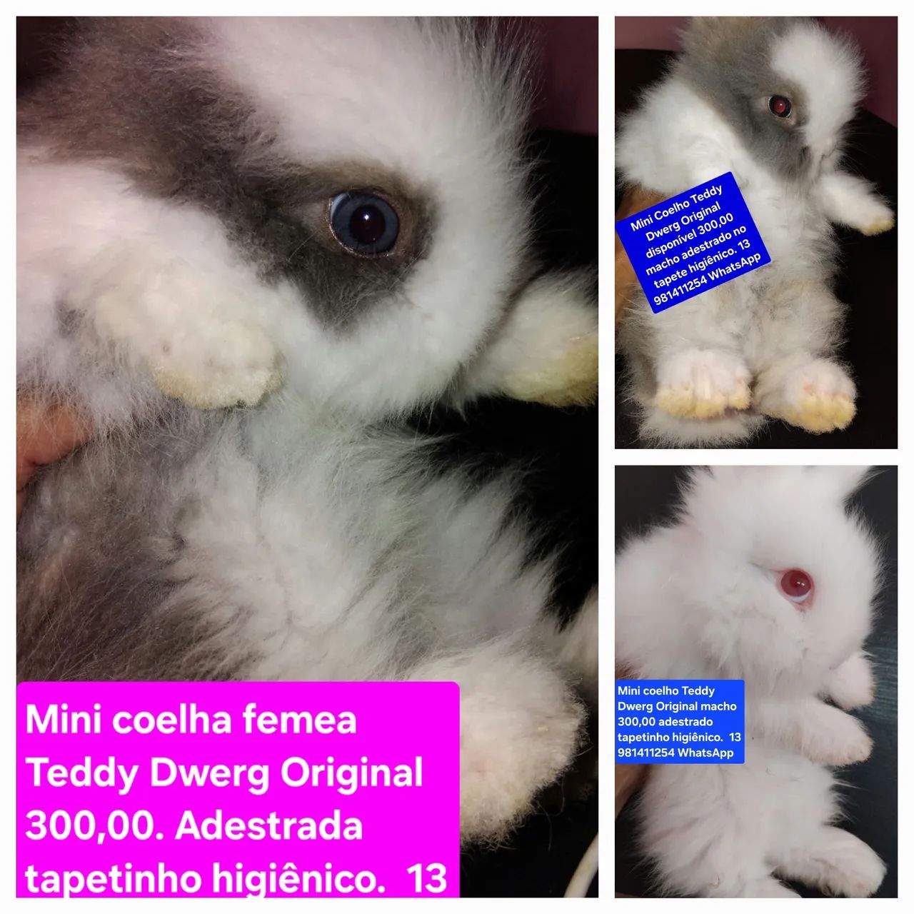 Coelhinha Teddy Dwerg Original - Adestrada