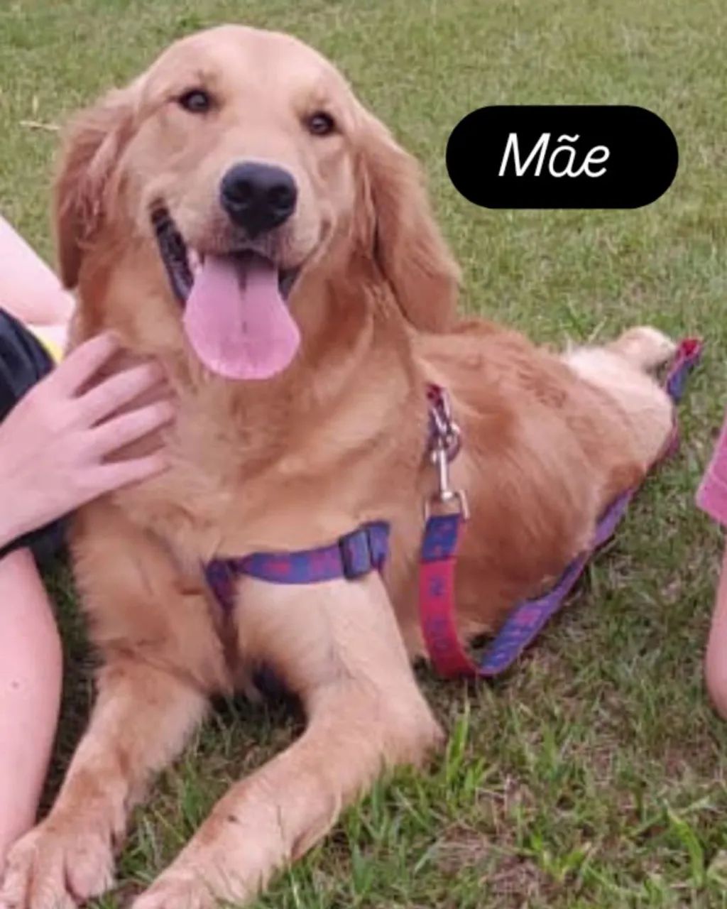 Filhote Golden Retriever - Foto 5