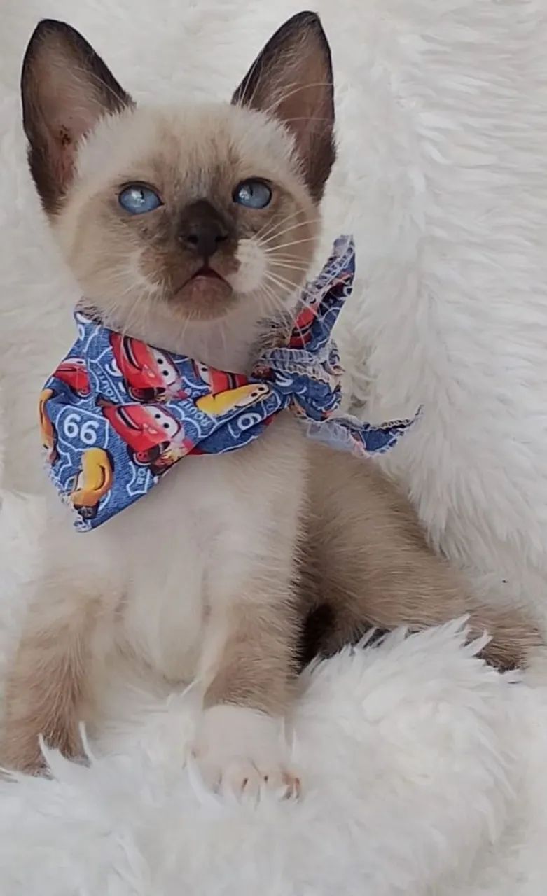 Gato snowshoe com 2 meses 