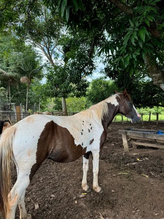 Égua boa no preço !  - Foto 5