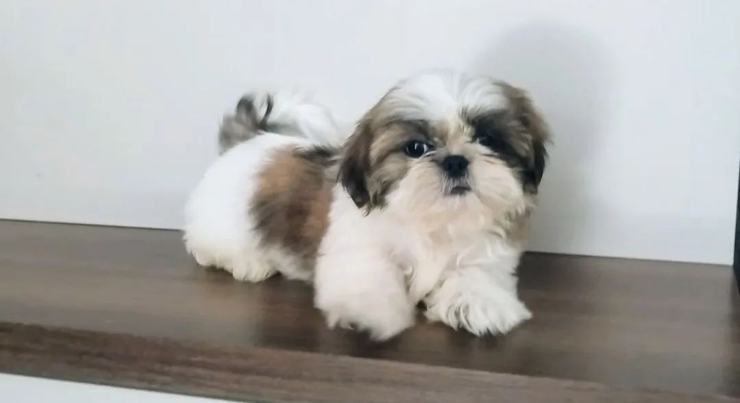 Shih Tzu  - Foto 2