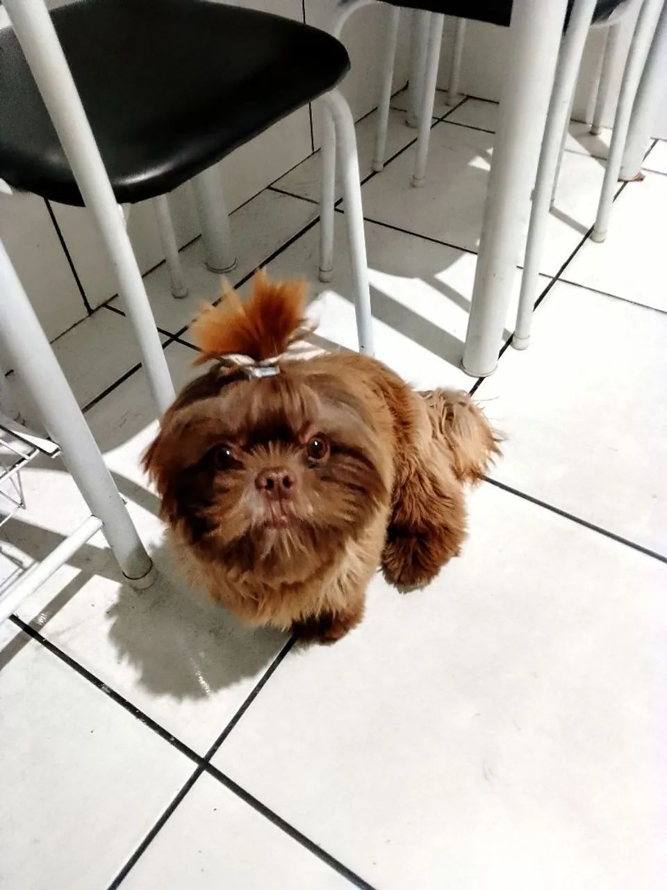 Liver Shih Tzu Chocolate Orange Shih Tzu Shih Tzu Pelagem Marrom