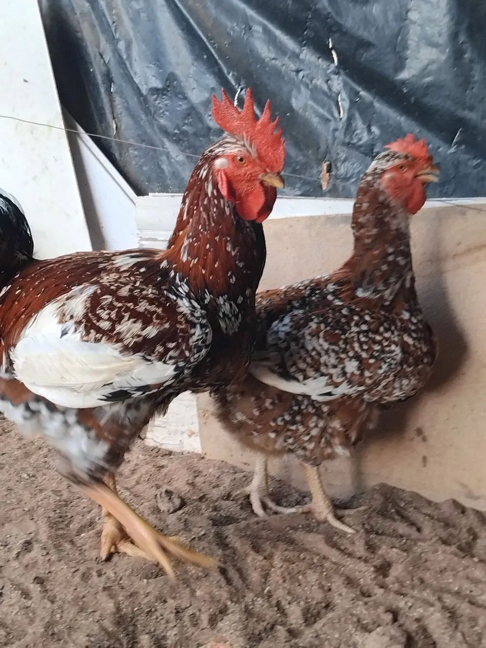 Ovos e pintos Da galinha sertaneja balão (GSB) - Foto 3