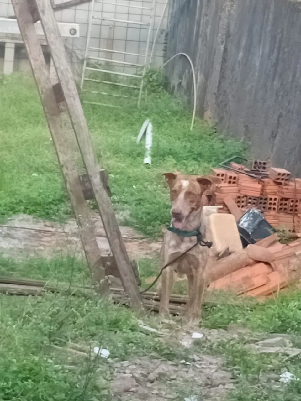 Cachorro para Adoção