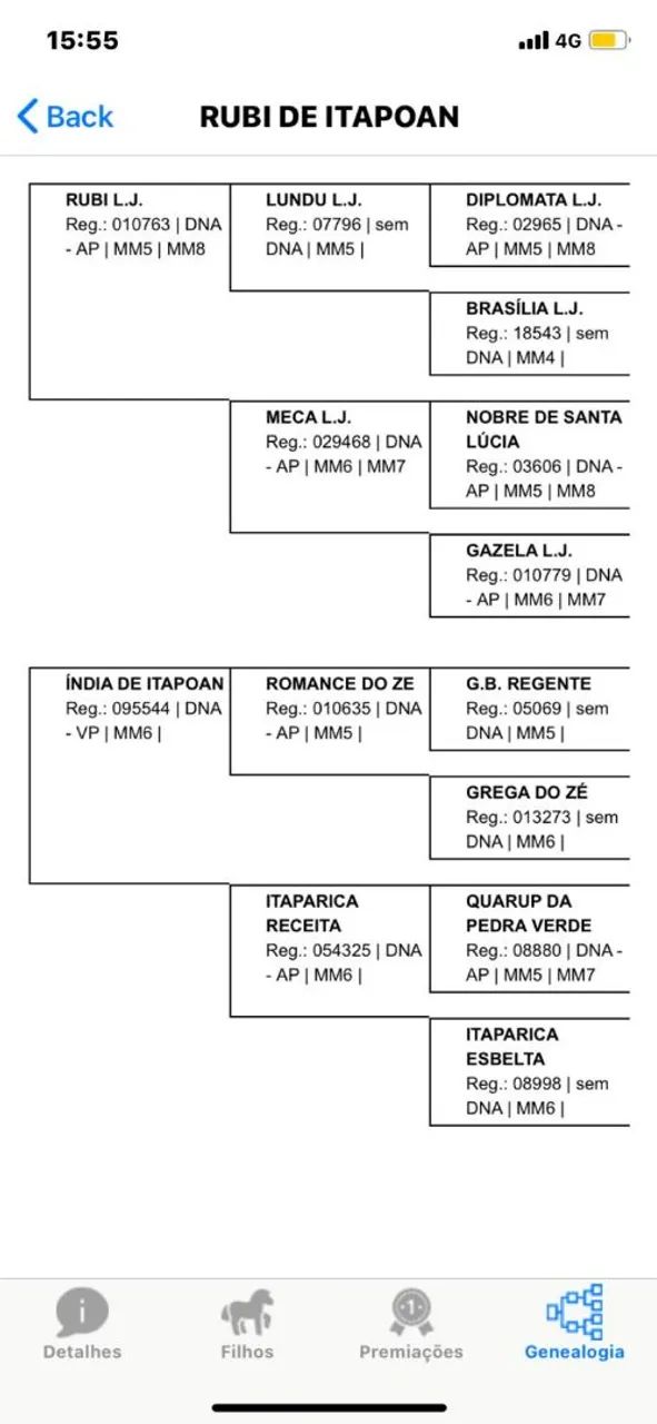 Mangalarga Marchador registrado  - Foto 6
