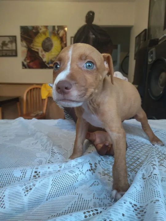 Pitbull filhotes - Fofo e Brincalhão - Foto 5