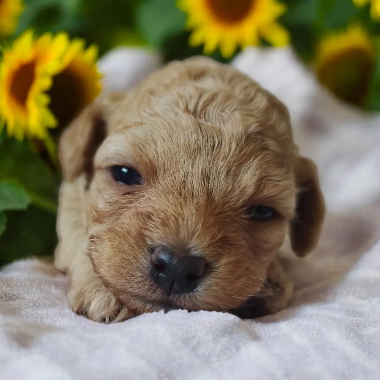 Filhote de Poodle - Uma fofura!