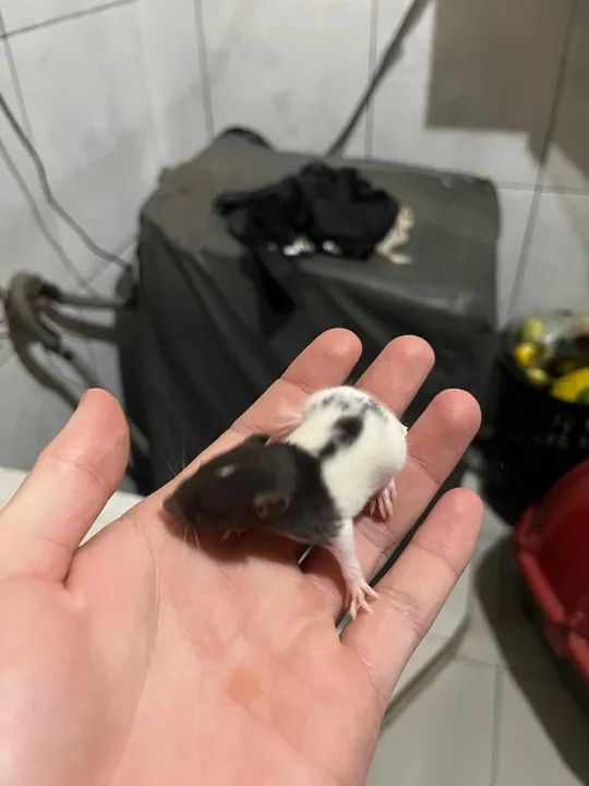 Twister filhotes - Foto 4