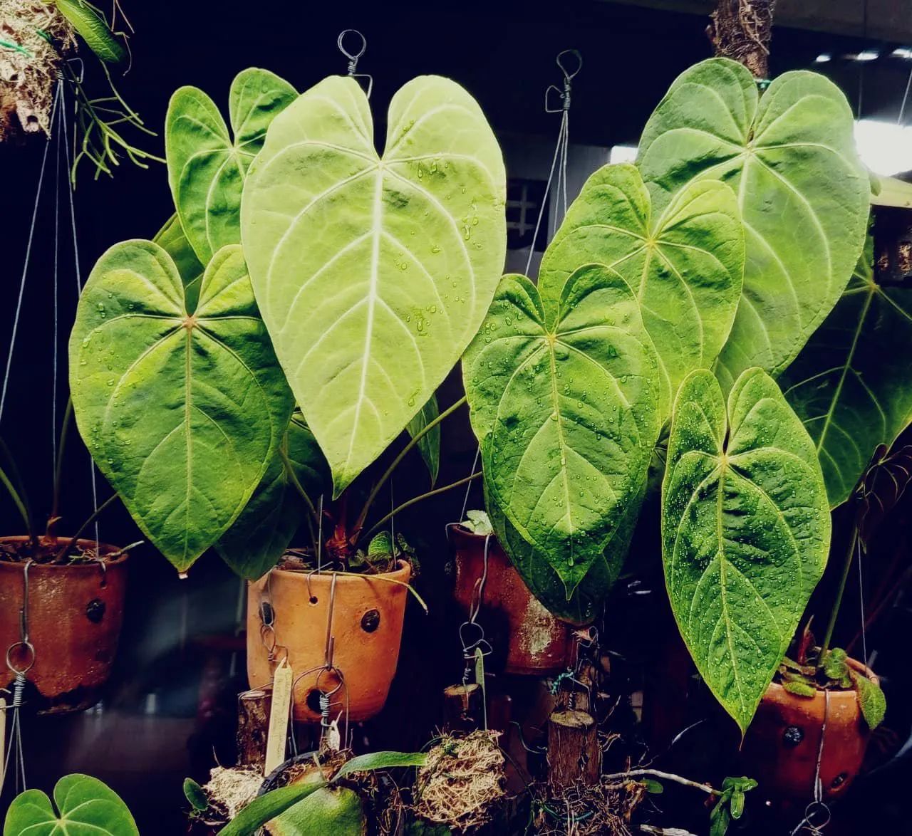 Anthurium Cristalinum