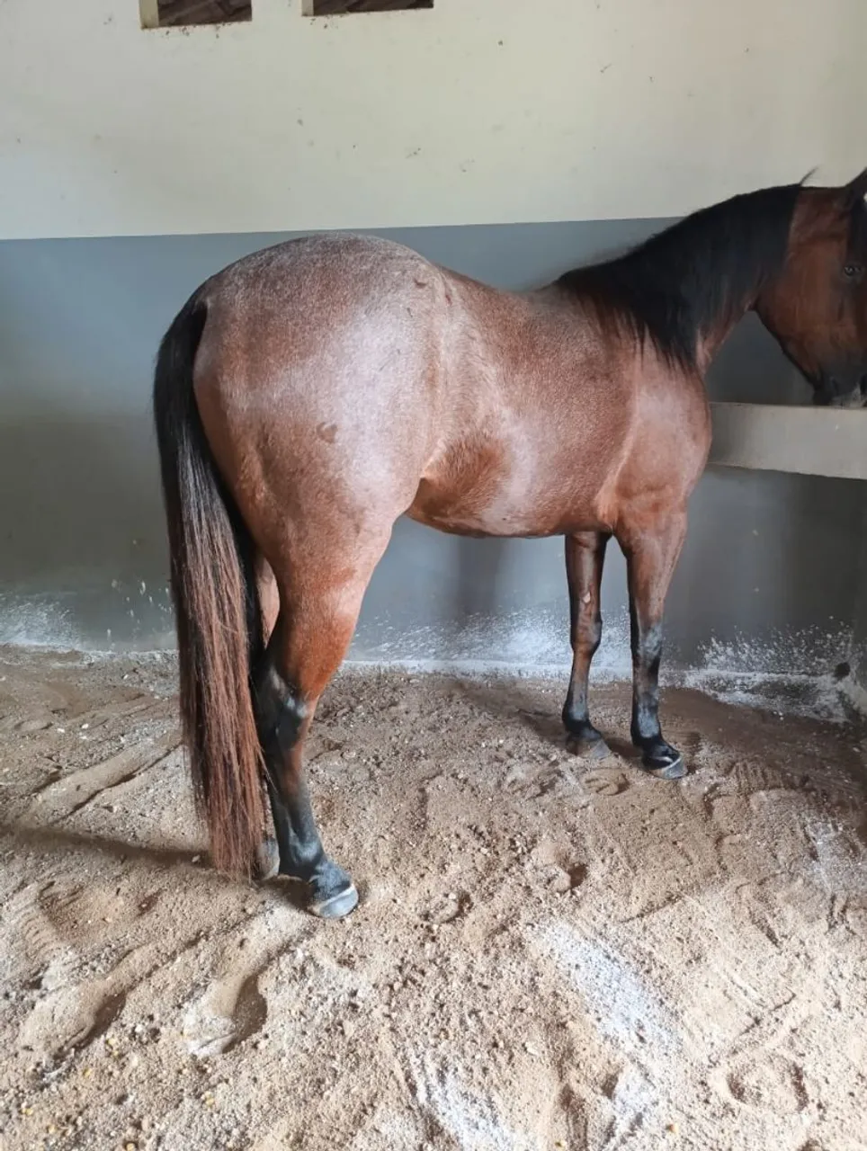 Cavalo rusilho quarto de milha 