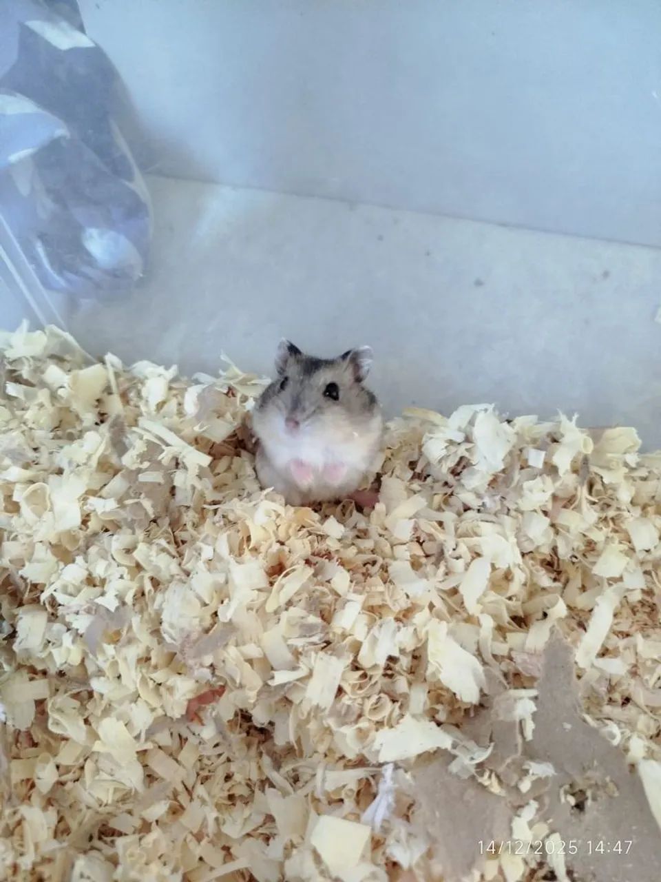 Filhotes de hamster anão russo - Foto 4