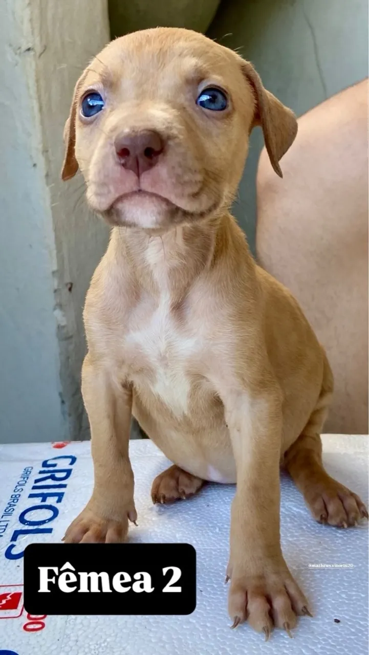 Filhote de Pitbull