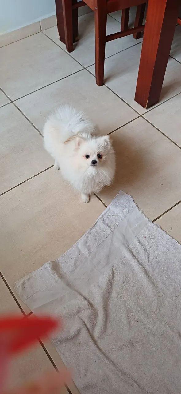 Linda Fêmea Spitz Alemão Creme à procura de um lar!