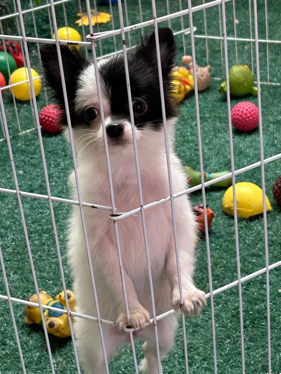 Chihuahua entrega imediata  - Foto 5