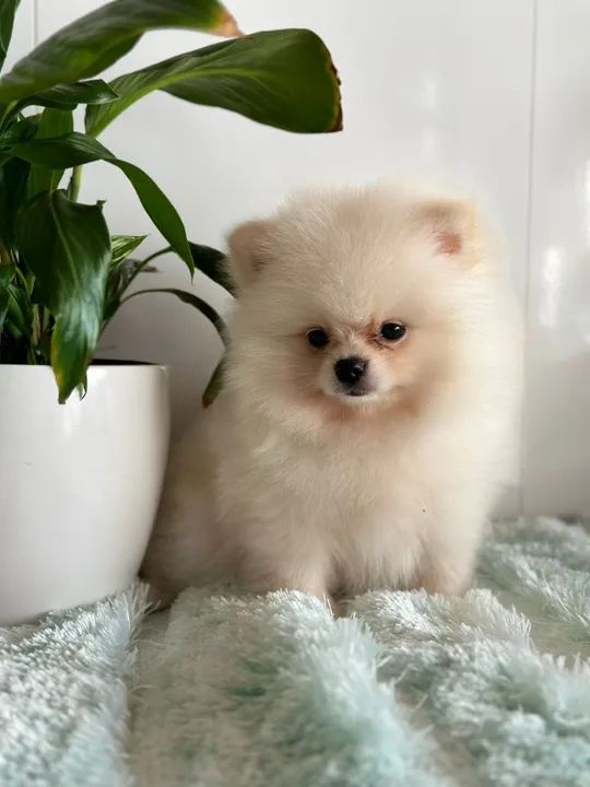 Spitz Alemão  - Foto 2