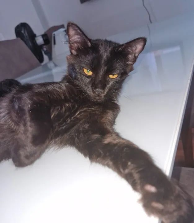 Adoção de gatinho (aproximadamente 5 meses) - Foto 3