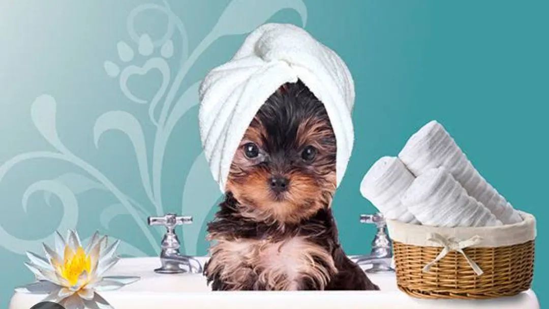 Banho e tosa disponível 