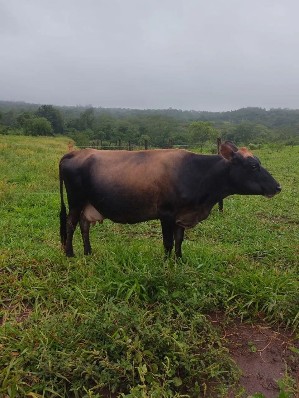 Vendo vaca e novilha Jersey de procedência leiteira. - Foto 3