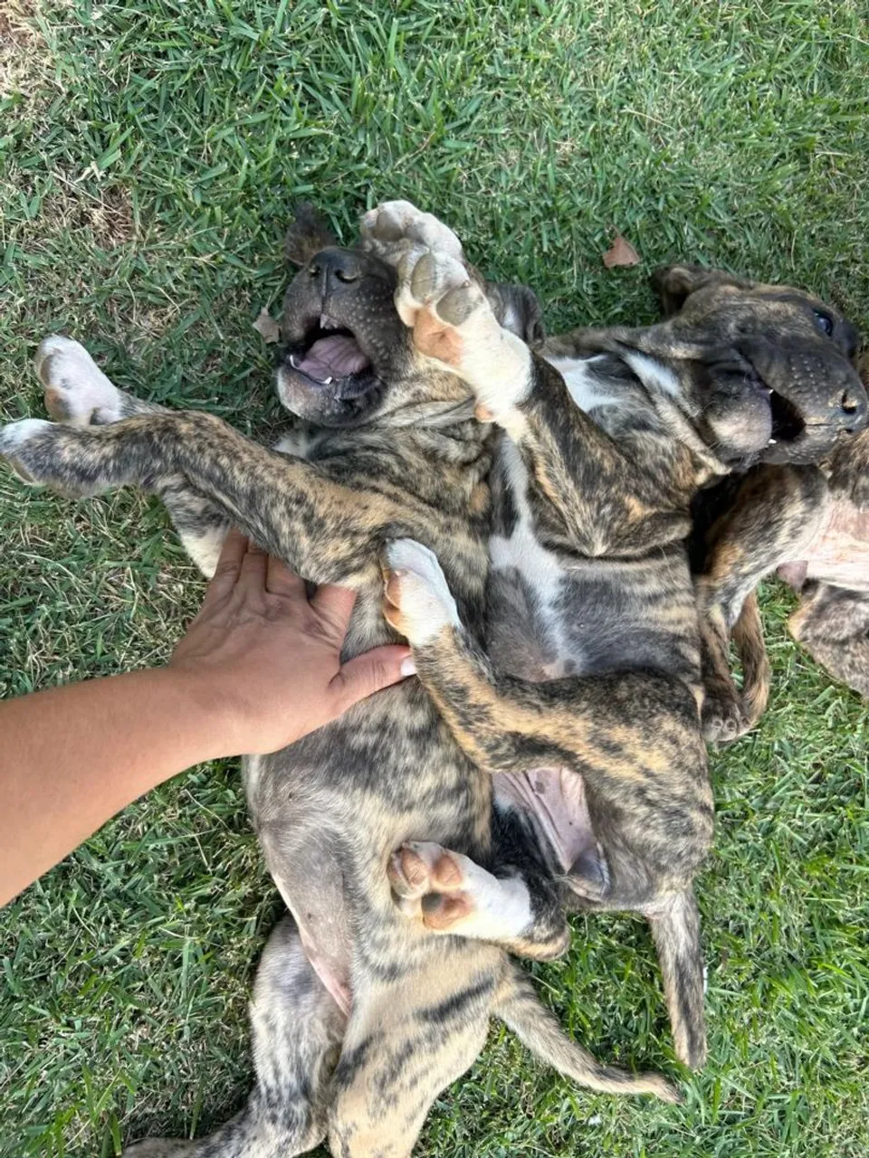 Filhote de Fila Brasileiro com Pedigree