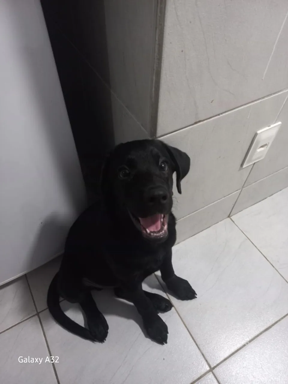 Filhote de Labrador Preto - Puro Sanguee!