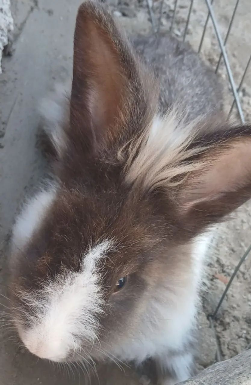 Coelho Cinza de Estimação - Foto 2