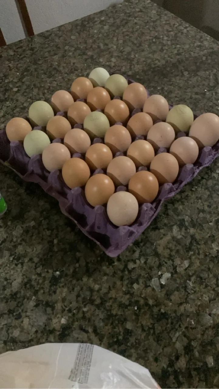 Ovos de GSB