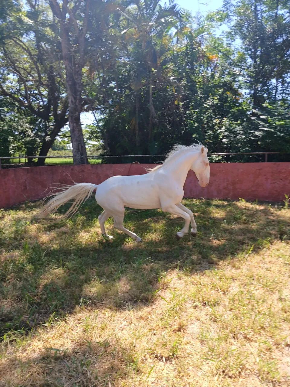 Cavalo lusitano  - Foto 4