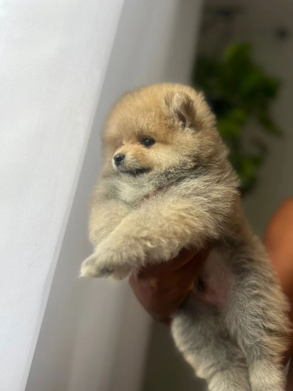 Cachorro Lulu da pomerânea - Foto 3