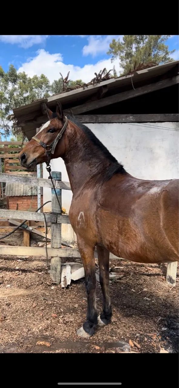 Egua mangalarga marchador registrada  - Foto 4