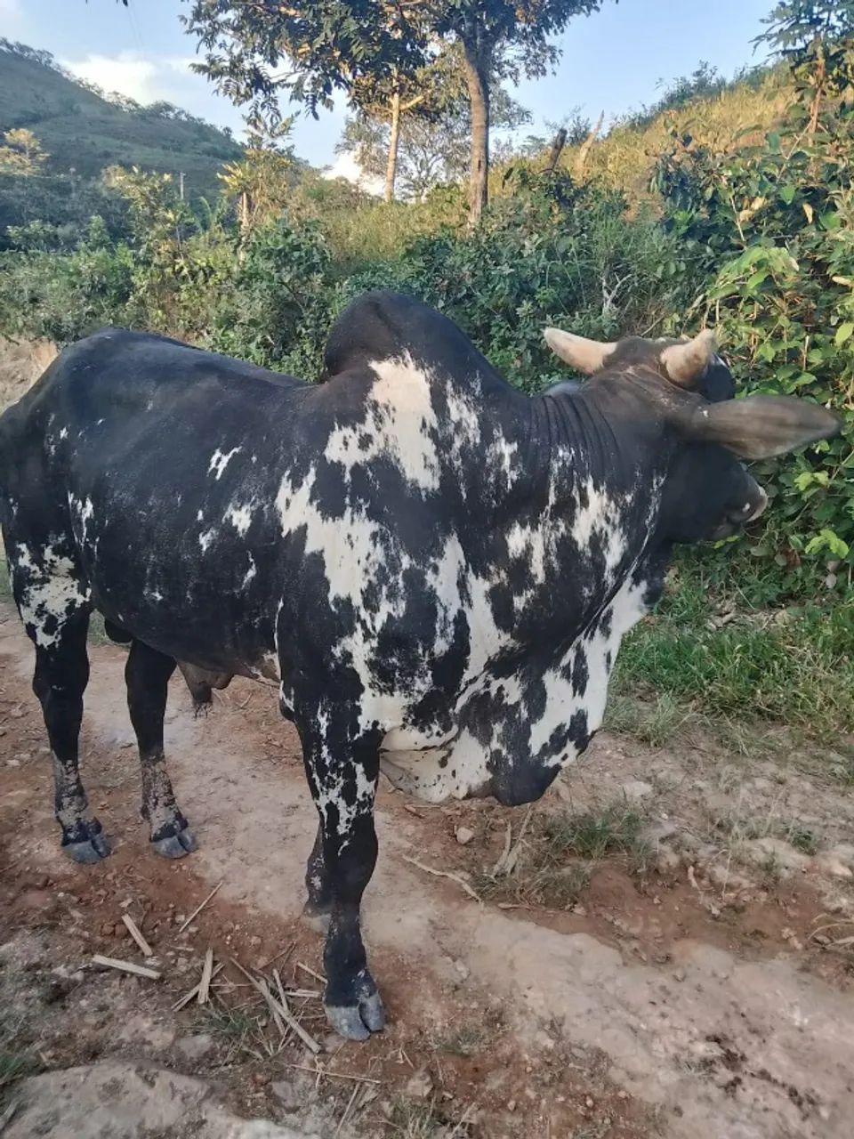 Nelore pintado PO  - Foto 4