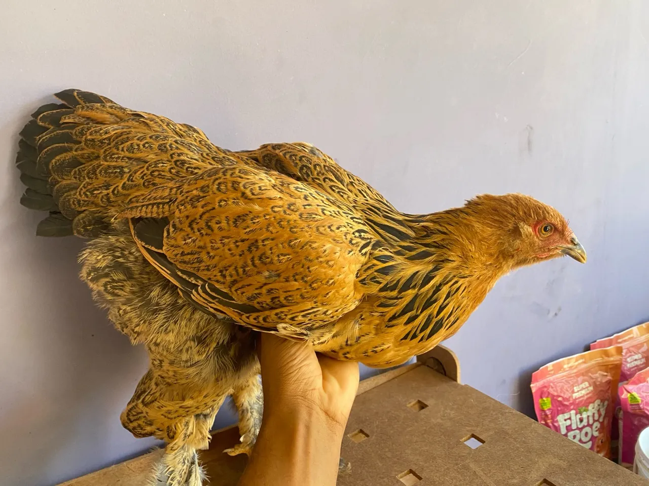Galinha Ornamental Brahma pena nos pes de raça 3 disponiveis